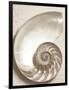 Sea Shell-Doug Chinnery-Framed Photographic Print