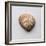 Sea Shell-Clive Nolan-Framed Photographic Print