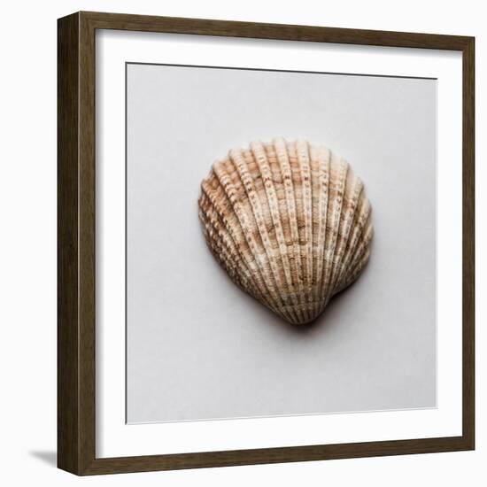 Sea Shell-Clive Nolan-Framed Photographic Print