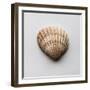 Sea Shell-Clive Nolan-Framed Photographic Print