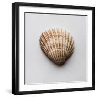 Sea Shell-Clive Nolan-Framed Photographic Print