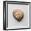 Sea Shell-Clive Nolan-Framed Photographic Print