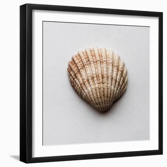 Sea Shell-Clive Nolan-Framed Photographic Print