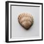 Sea Shell-Clive Nolan-Framed Photographic Print