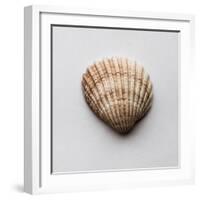 Sea Shell-Clive Nolan-Framed Photographic Print