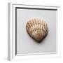 Sea Shell-Clive Nolan-Framed Photographic Print