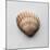 Sea Shell-Clive Nolan-Mounted Photographic Print