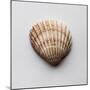 Sea Shell-Clive Nolan-Mounted Photographic Print