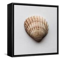 Sea Shell-Clive Nolan-Framed Stretched Canvas