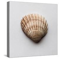 Sea Shell-Clive Nolan-Stretched Canvas