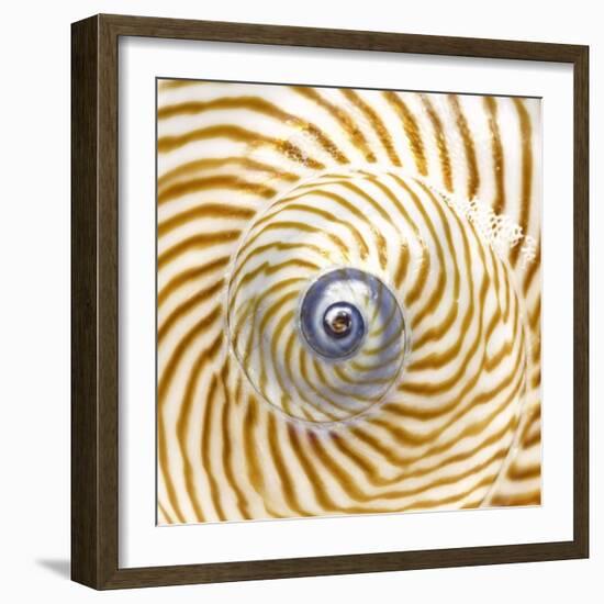 Sea Shelll Abst No.20-Shams Rasheed-Framed Giclee Print