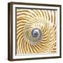 Sea Shelll Abst No.20-Shams Rasheed-Framed Giclee Print