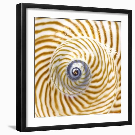 Sea Shelll Abst No.20-Shams Rasheed-Framed Giclee Print