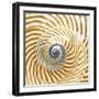 Sea Shelll Abst No.20-Shams Rasheed-Framed Giclee Print