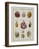 Sea Shells: Chamae-Friedrich Heinrich Wilhelm Martini-Framed Giclee Print