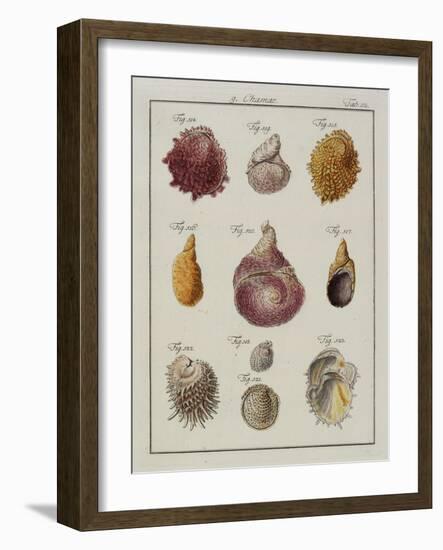 Sea Shells: Chamae-Friedrich Heinrich Wilhelm Martini-Framed Giclee Print