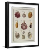 Sea Shells: Chamae-Friedrich Heinrich Wilhelm Martini-Framed Giclee Print