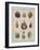 Sea Shells: Chamae-Friedrich Heinrich Wilhelm Martini-Framed Giclee Print