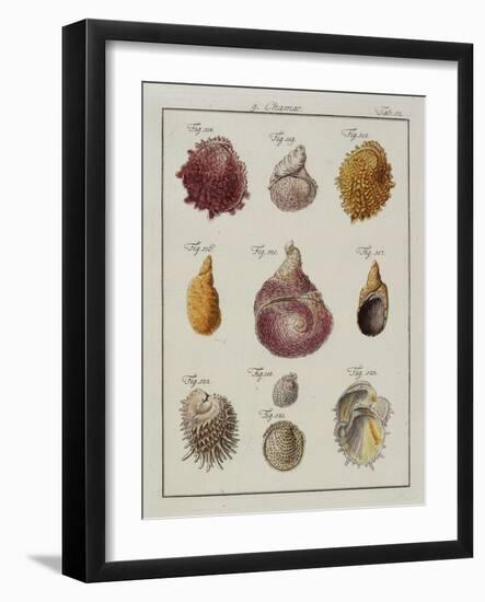 Sea Shells: Chamae-Friedrich Heinrich Wilhelm Martini-Framed Giclee Print