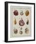 Sea Shells: Chamae-Friedrich Heinrich Wilhelm Martini-Framed Giclee Print