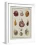 Sea Shells: Chamae-Friedrich Heinrich Wilhelm Martini-Framed Giclee Print