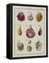 Sea Shells: Chamae-Friedrich Heinrich Wilhelm Martini-Framed Stretched Canvas