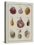 Sea Shells: Chamae-Friedrich Heinrich Wilhelm Martini-Stretched Canvas