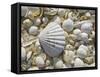 Sea Shells, Hebrides, Scotland, United Kingdom, Europe-Mark Harding-Framed Stretched Canvas