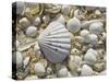 Sea Shells, Hebrides, Scotland, United Kingdom, Europe-Mark Harding-Stretched Canvas