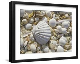 Sea Shells, Hebrides, Scotland, United Kingdom, Europe-Mark Harding-Framed Photographic Print