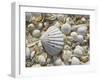 Sea Shells, Hebrides, Scotland, United Kingdom, Europe-Mark Harding-Framed Photographic Print