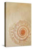 Sea Shells I-Karyn Millet-Stretched Canvas