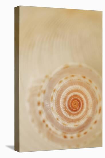 Sea Shells I-Karyn Millet-Stretched Canvas