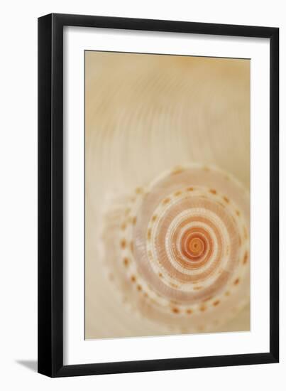 Sea Shells I-Karyn Millet-Framed Photographic Print