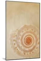 Sea Shells I-Karyn Millet-Mounted Photographic Print