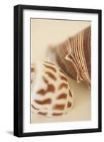 Sea Shells II-Karyn Millet-Framed Photographic Print