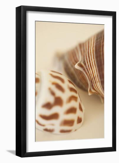 Sea Shells II-Karyn Millet-Framed Photographic Print