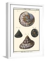 Sea Shells II-Denis Diderot-Framed Art Print