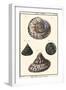 Sea Shells II-Denis Diderot-Framed Art Print