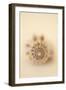 Sea Shells III-Karyn Millet-Framed Premium Photographic Print