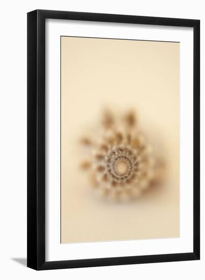 Sea Shells III-Karyn Millet-Framed Premium Photographic Print