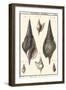 Sea Shells III-Denis Diderot-Framed Art Print