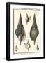 Sea Shells III-Denis Diderot-Framed Art Print