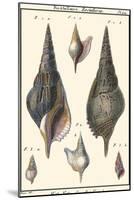 Sea Shells III-Denis Diderot-Mounted Art Print