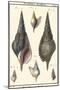 Sea Shells III-Denis Diderot-Mounted Art Print
