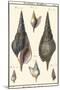 Sea Shells III-Denis Diderot-Mounted Art Print