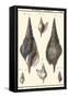Sea Shells III-Denis Diderot-Framed Stretched Canvas