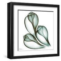 Sea Shells in Green II-Albert Koetsier-Framed Art Print