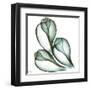 Sea Shells in Green II-Albert Koetsier-Framed Art Print