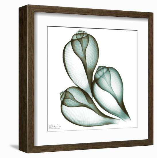 Sea Shells in Green II-Albert Koetsier-Framed Art Print